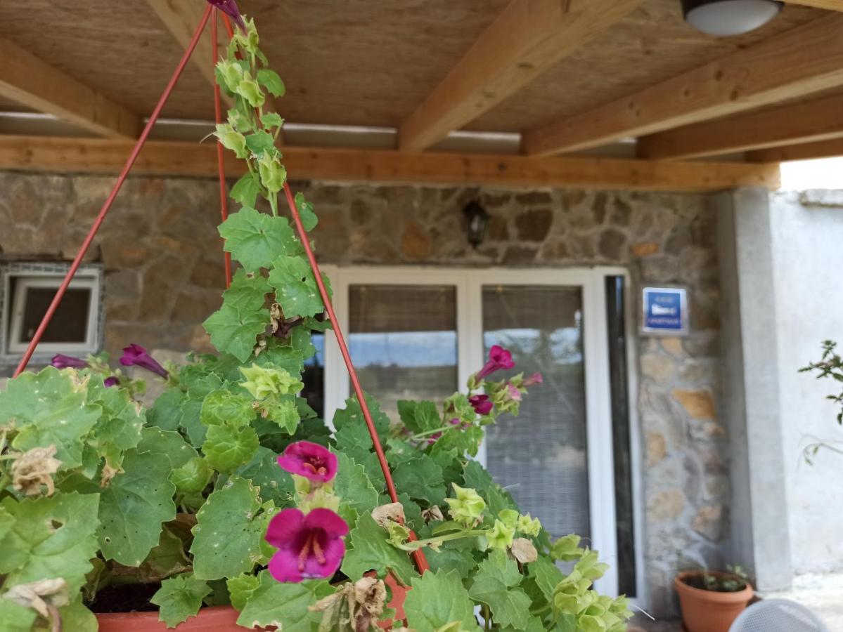 Apartment Mare Babin Dub Plocanski Εξωτερικό φωτογραφία